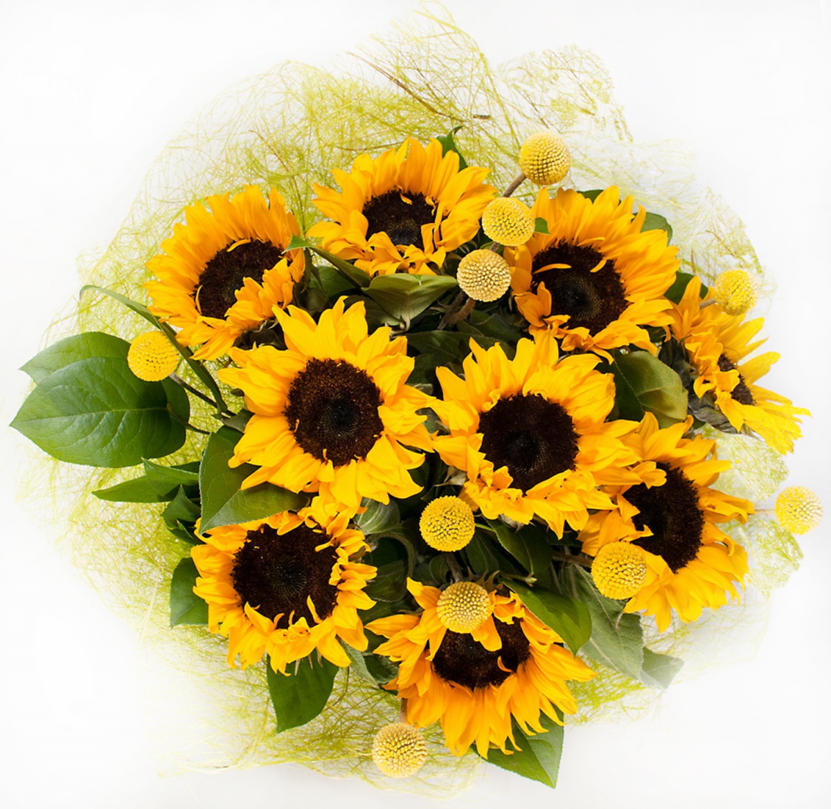 p dsc_0056_resize_1_copy